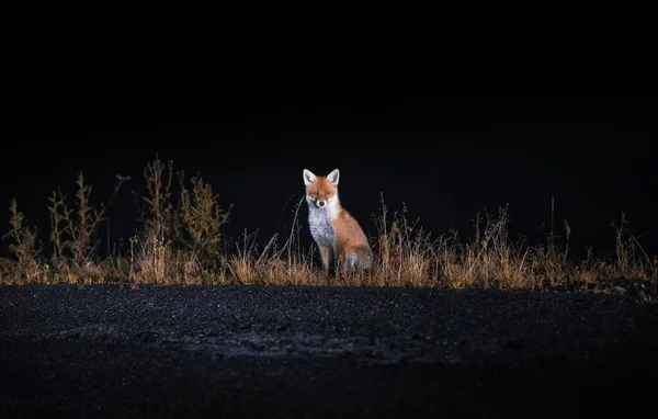 一只漂亮的狐狸在夜晚坐在人行道上的照片 — 图库照片
