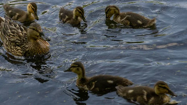Ördek Yavrusuyla Gölde Yüzen Bir Anne Ördeğin Sağlıklı Bir Fotoğrafı — Stok fotoğraf