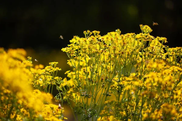 Fényes Sárga Virágok Nőnek Réten — Stock Fotó