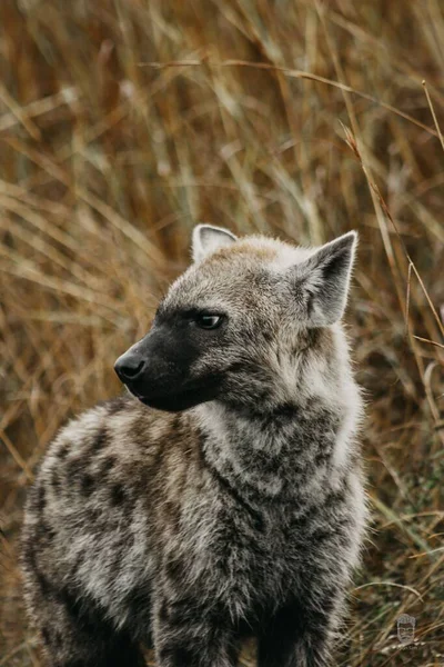 Vertikální Záběr Mladistvé Skvrnité Hyeny Kruger National Park Jižní Afrika — Stock fotografie