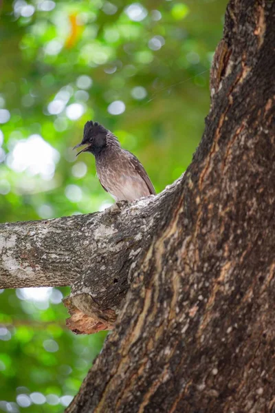 Disparo Vertical Pájaro Carpintero Posado Una Rama —  Fotos de Stock