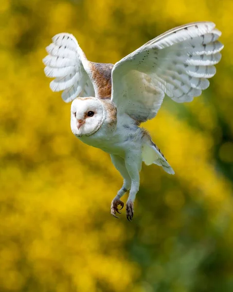 Tiro Close Vertical Coruja Celeiro Tyto Alba Voando Baixo Sobre — Fotografia de Stock