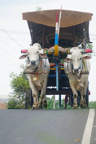 Primer Plano Carruaje Con Dos Vacas Blancas Las Calles — Foto de Stock