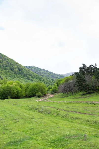 Ένα Κάθετο Πλάνο Της Γραφικής Πράσινης Βλάστησης Ένα Βουνό Στην — Φωτογραφία Αρχείου