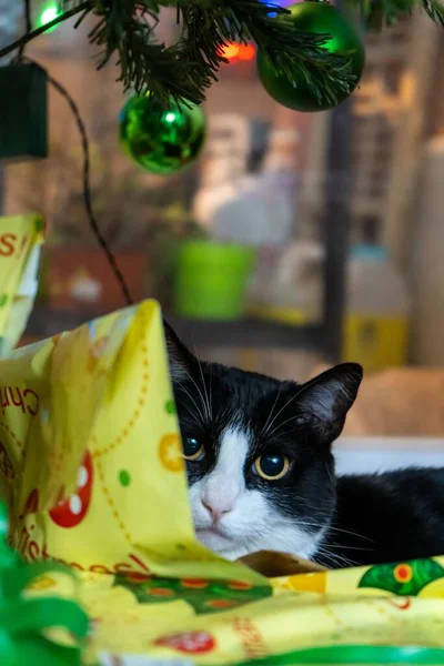 クリスマスツリーの下にかわいい猫のクローズアップ — ストック写真