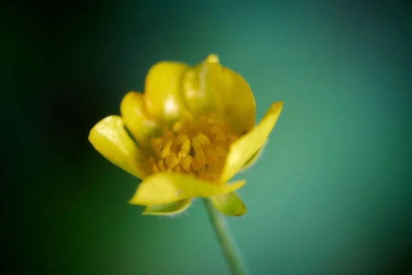 Närbild Sköt Gul California Buttercup Blomma Trädgård — Stockfoto
