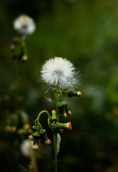 Een Verticaal Schot Van Een Bloeiende Paardebloem — Stockfoto