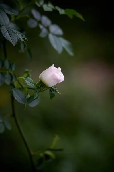 Вертикальный Снимок Цветка Собачьей Розы Цветущего Зелеными Листьями Заднем Плане — стоковое фото