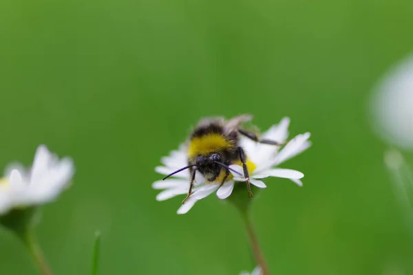 Nahaufnahme Einer Biene Auf Einem Löwenzahn Einem Löwenzahnfeld Während Des — Stockfoto