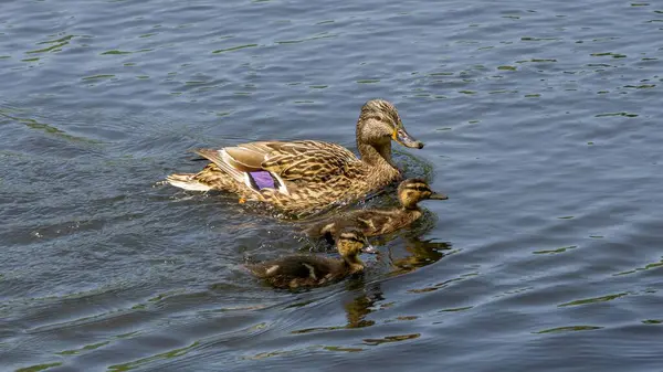 Egy Egészséges Felvétel Egy Anyakacsáról Aki Tóban Úszik Kiskacsáival — Stock Fotó