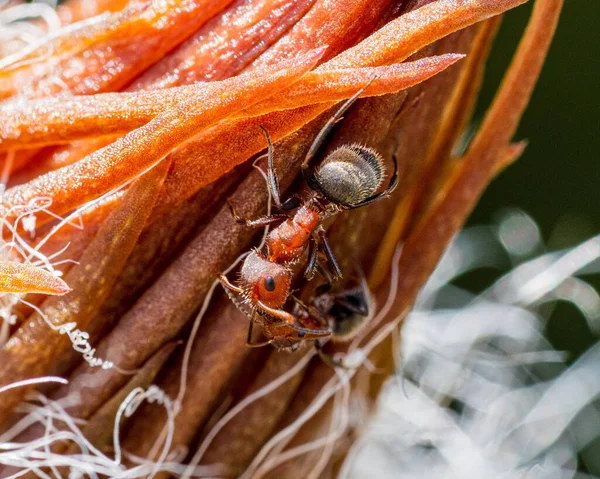 Una Macro Toma Una Hormiga Sobre Una Flor — Foto de Stock
