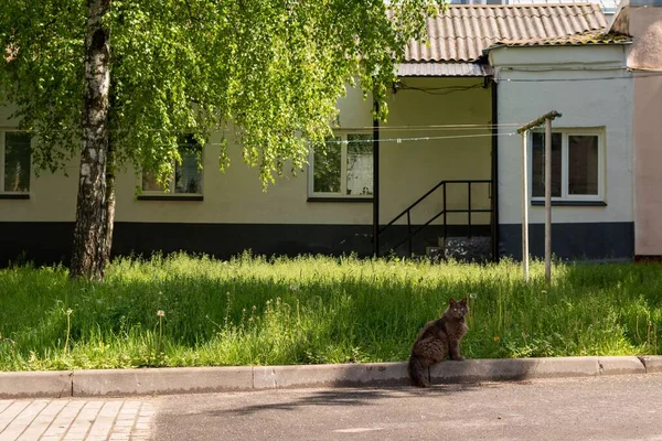 Gray Cat Sitting Yard Front House Daytime Belarus — Stock Photo, Image