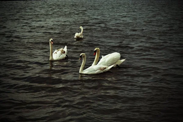 Grupo Cisnes Brancos Lago Crosby Marina Perto Praia Crosby Liverpool — Fotografia de Stock