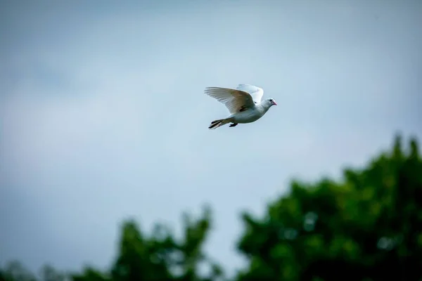 Pássaro Branco Voando Céu Azul — Fotografia de Stock