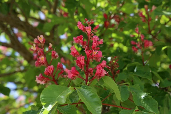 Closeup Bloomed Red Horse Chestnut Aesculus Cornea Its Green Leaves — Stock Photo, Image