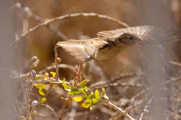 Closeup Shot Tiny Spanish Sparrow Leaving Branches Drying Bush Fence — Stock Photo, Image