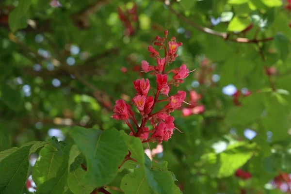 Closeup Bloomed Red Horse Chestnut Aesculus Cornea Its Green Leaves — Stock Photo, Image