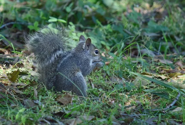 Ein Graues Eichhörnchen Knutscht Einer Nuss — Stockfoto