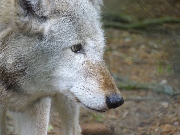 Primo Piano Bellissimo Lupo Che Distoglie Sguardo Una Foresta — Foto Stock