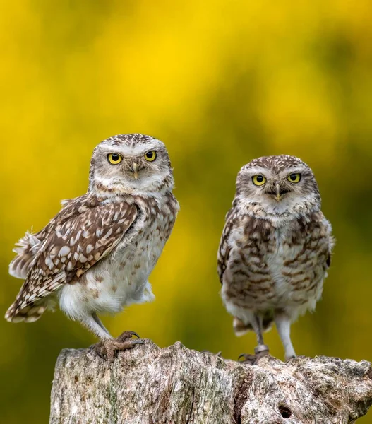 Beautiful Shot Two Charming Burrowing Owls Sitting Stump Field Yellow — Stock Photo, Image