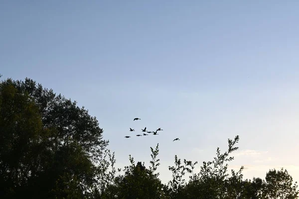 Piękny Widok Latających Ptaków Nad Lasem Drzewami Pod Czystym Niebem — Zdjęcie stockowe