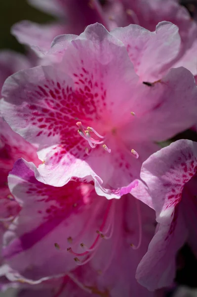 Tiro Vertical Uma Flor Rhododendron Crescendo Jardim — Fotografia de Stock