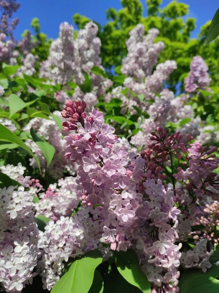 Closeup Shot Common Lilac Plant Its Light Liliac Colored Flowes — Stock Photo, Image