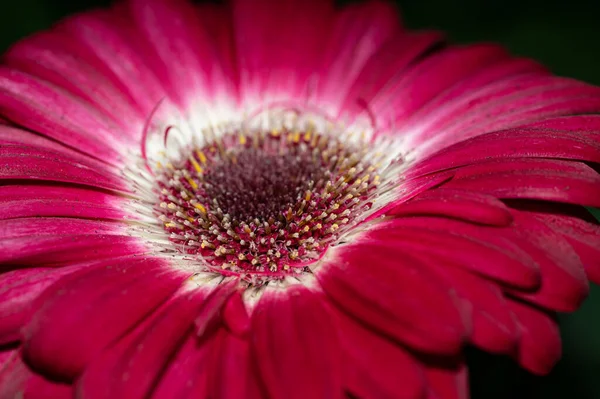 Zbliżenie Ujęcia Gerbera Kwiat Rośnie Ogrodzie — Zdjęcie stockowe