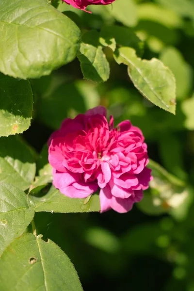 Ένα Κοντινό Πλάνο Ενός Όμορφου Ροζ Damask Rose Πράσινα Φύλλα — Φωτογραφία Αρχείου