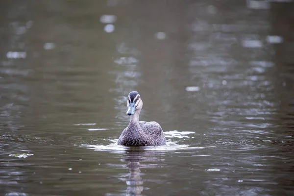 연못에서 수영하는 스러운 태평양검은 오리의 — 스톡 사진