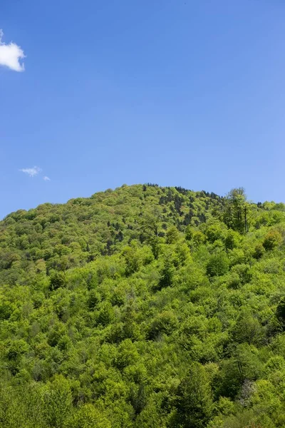 Pemandangan Hijau Yang Indah Dari Hutan Lebat Pegunungan Lori Armenia — Stok Foto