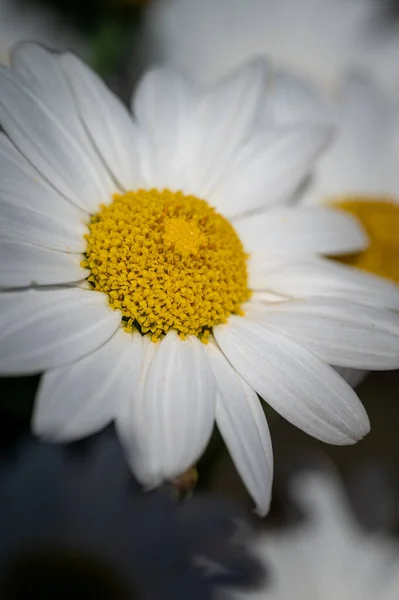 Plan Vertical Fleur Camomille Poussant Dans Jardin — Photo