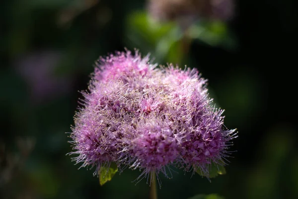 The close-up view of the purple rose meadowsweet bulb blooming on a sunny day