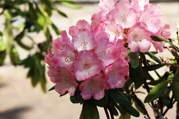 在一个阳光灿烂的日子里 令人叹为观止的粉色杜鹃花的特写 — 图库照片