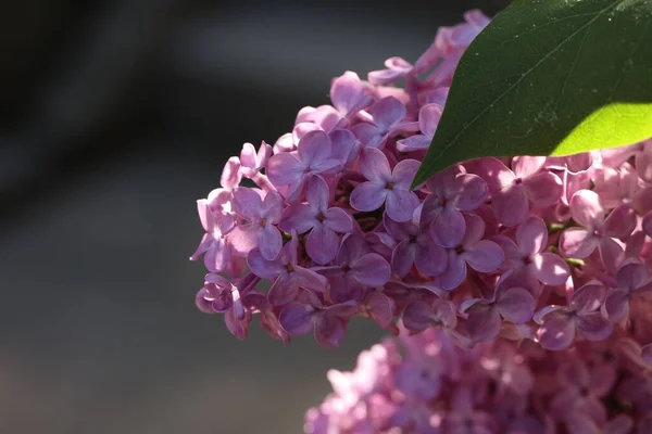 Closeup Pretty Lilac Blossoms Green Leaves Sunny Day — Stock Photo, Image