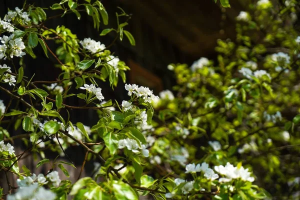 Uma Vista Belos Galhos Pêra Com Flores Jardim Dia Ensolarado — Fotografia de Stock