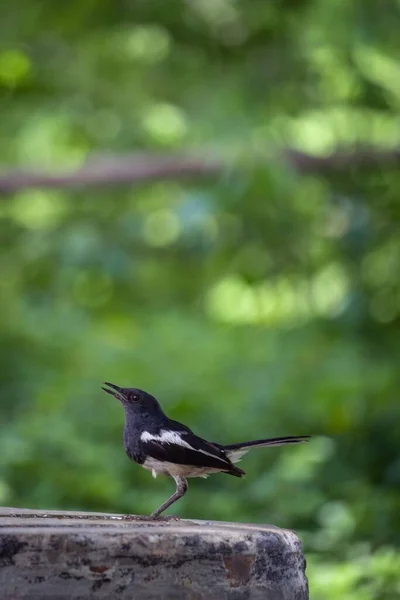 A vertical shallow focus of a magpie bird sitting on a stone