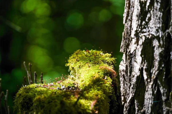 Primo Piano Albero Ricoperto Muschio Nella Foresta — Foto Stock