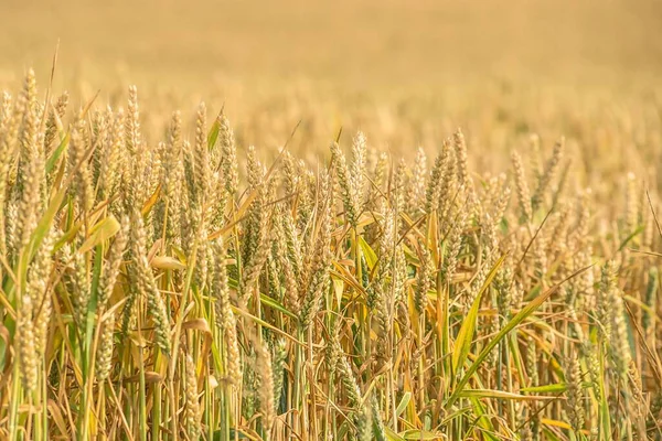 Closeup Shot Eyes Wheat Field — Stock Photo, Image