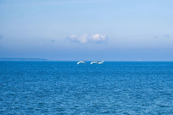 Три Немых Лебедя Летят Над Балтийским Морем — стоковое фото
