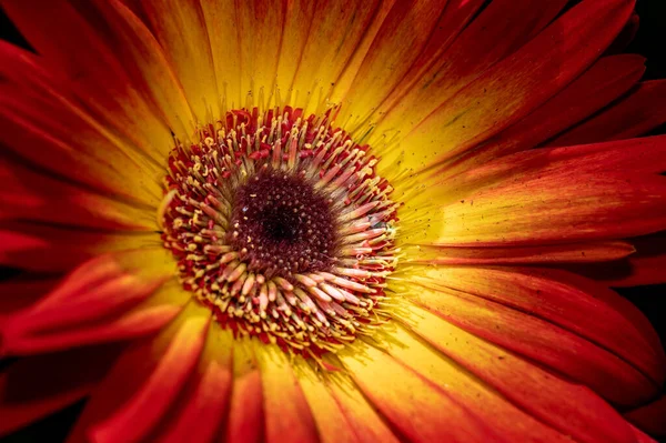 Nahaufnahme Einer Gerbera Blume Garten — Stockfoto