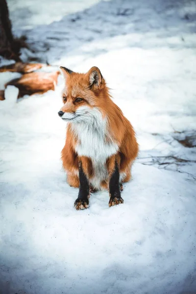 Svislý Záběr Lišky Sedící Zemi Pokryté Sněhem — Stock fotografie