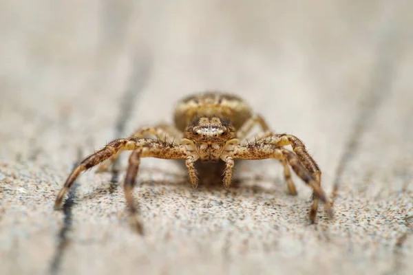 A selective focus of a crab spider from the front view