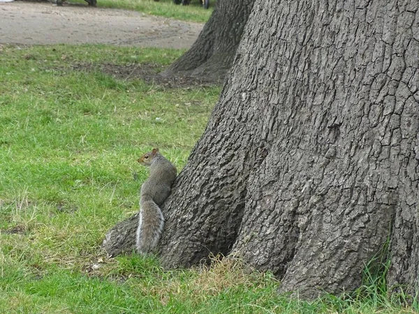 Widok Słodkiej Wiewiórki Drzewie Odwracającym Wzrok — Zdjęcie stockowe