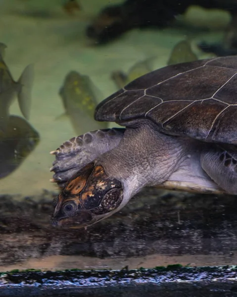 Gölün Kenarında Balıklı Bir Kaplumbağa Resmi — Stok fotoğraf