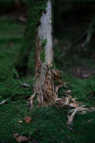 Κάθετη Λήψη Κομματιών Ξύλου Από Σπασμένο Κορμό Δέντρου Δάσος — Φωτογραφία Αρχείου