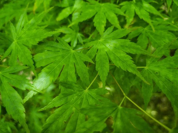 Closeup Shot Cannabis Flowering Plants Light Shadow Them — Stock Photo, Image