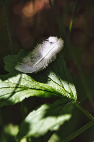 Ένα Κοντινό Πλάνο Ενός Φτερού Πουλιού Ένα Πράσινο Φύλλο Θολή — Φωτογραφία Αρχείου