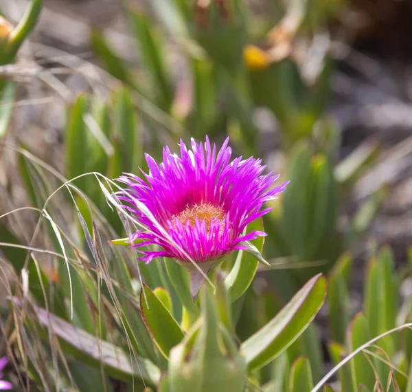 Närbild Bild Bild Carpobrotus Acinaciformis Blomma Blommar Mitt Gräset Trädgård — Stockfoto