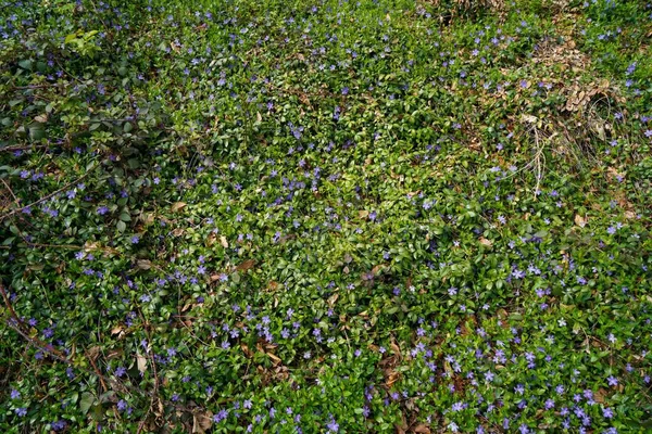 Земля Заполненная Карликовыми Цветками Дневном Свете — стоковое фото